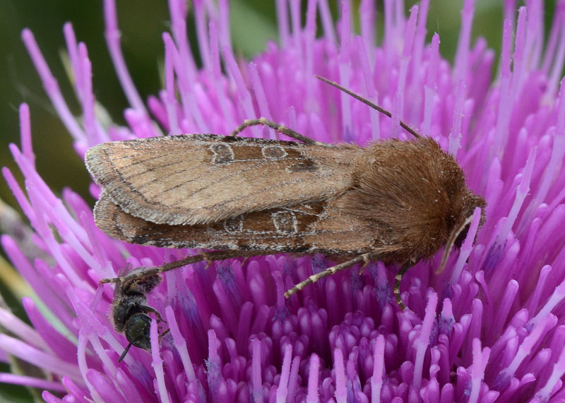 Noctuidae da identificare